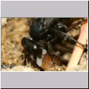 Anoplius infuscatus - Weswespe w008i 10mm - OS-Hasbergen-Lehmhuegel-det.jpg